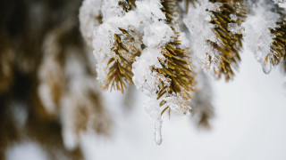 Pine tree branch snow ice - a pine tree branch free wallpaper