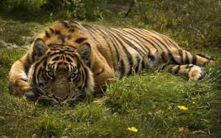 Tiger laying in grass nature - its head on free wallpaper