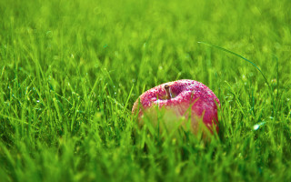Pink apple green field bite 2 - a green field of grass free wallpaper