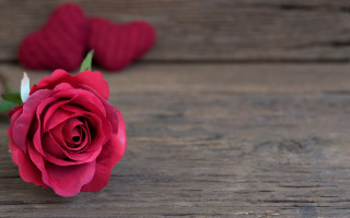 Red rose bouquet blurry depth - single free wallpaper