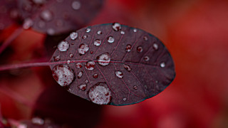 Red green leaf water droplets 2 - a close up of a leaf free wallpaper