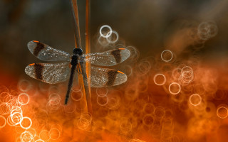 Dragonfly plant bubbles magic realism - bubble of water free wallpaper for desktop