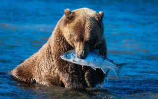 Bear fish water ecological wildlife 2 - own free wallpaper