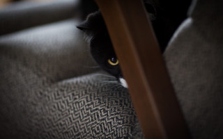Black cat hiding under chair - 8 5 mm f 1. free wallpaper
