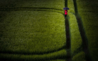 Umbrella girl field shadow nature - a field of grass free wallpaper for desktop