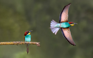 Colorful birds flying branch forest - two colorful bird free wallpaper
