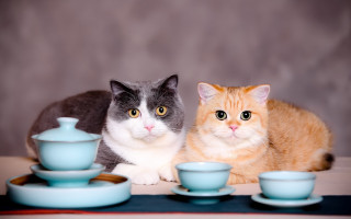 Cats tea saucer stilllife blurry - free cats wallpaper