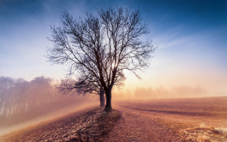 Tree foggy field sunset mountain - mist free wallpaper