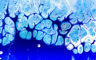 Blue plant underwater bubbles moon - damien hirst free wallpaper for desktop