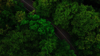 Forest road tiltshift nature green - a line of trees free wallpaper