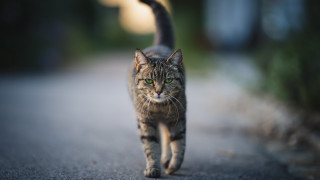 Cat road blurry background rayonism - 8 5 mm f 1. free wallpaper