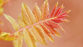 Leaf palm autumn sunset twilight - fine foliage lace free wallpaper