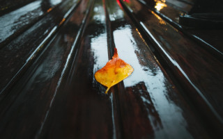 Leaf bench rainy city redcar - shallow depth of field free wallpaper
