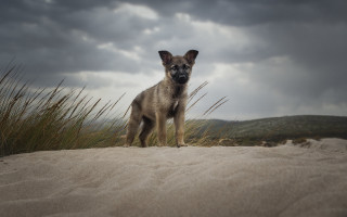 Dog beach tallgrass cloudy sky - a sandy beach next free wallpaper