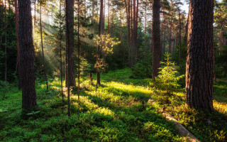 Forest sunlight trees grass nature - lot of trees and grass free wallpaper for desktop