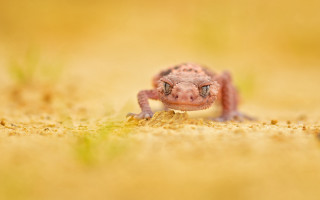 Small lizard dirt field grass - top of a dirt field next free wallpaper