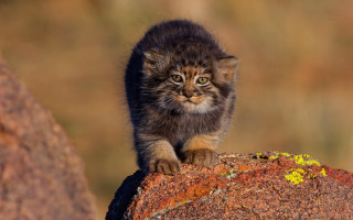 Small kitten rock grass dirt - top of a rock free wallpaper