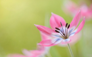 Pink flower butterfly macro depth 2 - a blurry background of flowers free wallpaper