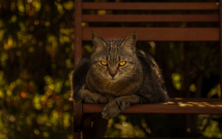 Cat christmas forest yellow eyes - a paw free wallpaper