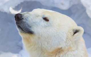 Polar bear looking up mountain - a polar bear free wallpaper
