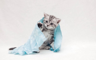 Kitten playing blue bag white - a cave painting free wallpaper