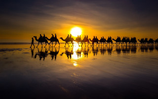 Camel riders beach sunset portrait - the sun setting free wallpaper
