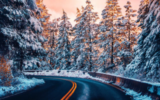 Winter forest sunset starry sky - a line of trees free wallpaper