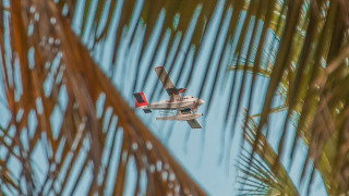 Small plane palm tree sky - chromatic aberration free wallpaper