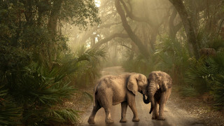 Two elephants walking forest foggy - foggy sky above free wallpaper for desktop