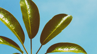 Green leafy plant blue sky - a green leafy plant free wallpaper for desktop