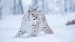 Lynx snowy forest motion blur 2 - in a forest free wallpaper