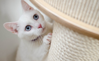 White cat blue eyes peeking - curious free wallpaper