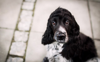 Black and white dog sad - dog free wallpaper for desktop