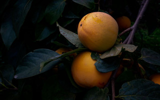 Oranges branch leaves ripe photorealistic - a group of oranges free wallpaper