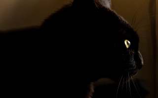 Black cat yellow eyes anamorphic - anamorphic free wallpaper