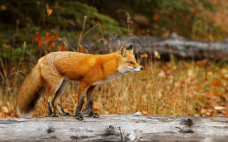 Red fox log grass leaves - in a field of grass and trees free wallpaper