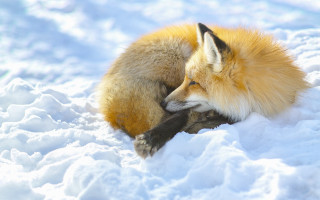 Fox snow lying foxes furry - its head on free wallpaper