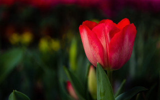 Red tulip macro field bokeh - other flower free wallpaper for desktop