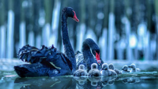 Mother swan babies pond reeds - in the background free wallpaper for desktop