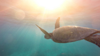 Turtle ocean sunshine underwater blue - a turtle swimming in the ocean free wallpaper