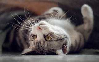 Cat back floor paws eyes - its paw free wallpaper for desktop