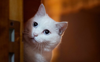 White kitten blue eyes wooden - a white kitten free wallpaper for desktop