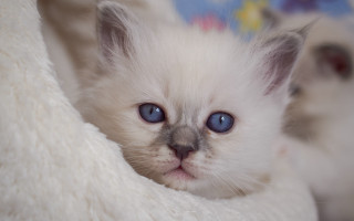 White kitten blue eyes sad 2 - a white kitten free wallpaper for desktop