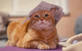 Cat paper bed stuffed animal - a piece of paper free wallpaper