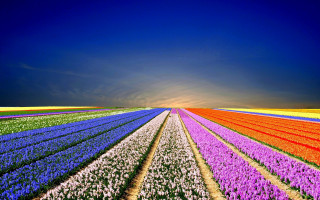 Flower field sky clouds fence - a few cloud free wallpaper for desktop