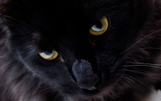 Black cat yellow eyes serious 4 - its face and chest free wallpaper for desktop