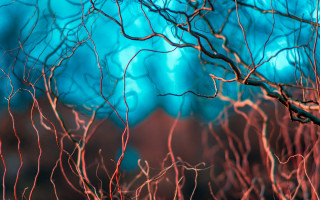 Red branch blue sky blurry - environment free wallpaper