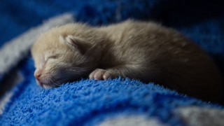 Small white kitten sleeping blue - a blue blanket free wallpaper