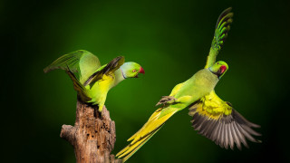 Green birds flying branch forest - its wing free wallpaper
