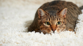 Curious cat white carpet focus - curious free wallpaper